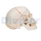 Anatomical Skull 3 Parts With Numbering